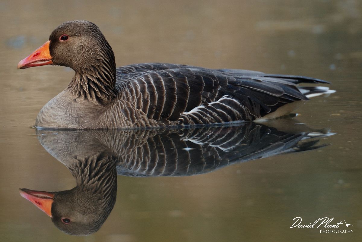 David Plant Photography - Wildlife Photographer - Greylag goose reflection - E.jpg - Greylag goose reflection - Cambridgeshire